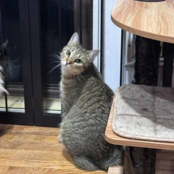 Domestic Short Hair Cats Available for Adoption - Philharmonic | PetCurious