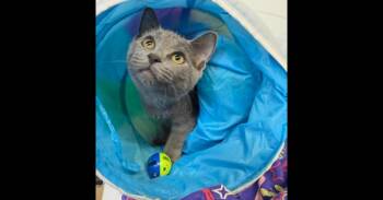 Gladis -  Domestic Short Hair Cat for Adoption in Mishawaka, Indiana - Gladis | PetCurious