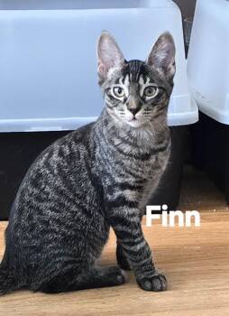 Finn -  Tabby Cat for Adoption in Vacaville, California - Finn | PetCurious