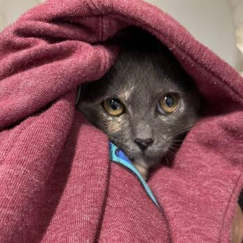 Voltorb -  Domestic Short Hair Cat for Adoption in Eureka Springs, Arkansas - Voltorb | PetCurious