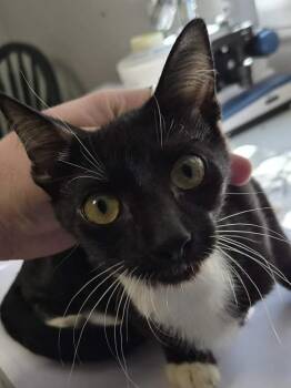 Ahoy -  Domestic Short Hair Cat for Adoption in Bolivar, Missouri - Ahoy | PetCurious