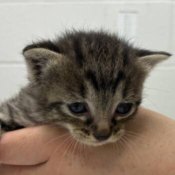Kehlani -  Domestic Short Hair Cat for Adoption in Corpus Christi, Texas - Kehlani | PetCurious
