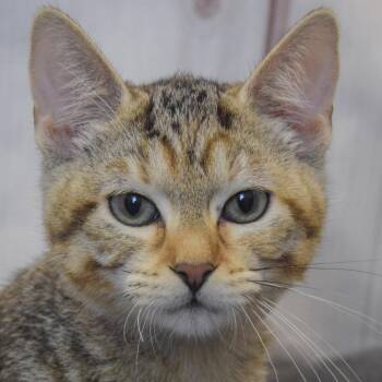Veronica -  Torbie and Domestic Short Hair Cat for Adoption in Huntley, Illinois - Veronica | PetCurious