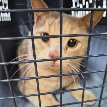 Rescue Domestic Short Hair Cats for Adoption in Montgomery, Alabama - Orange | PetCurious
