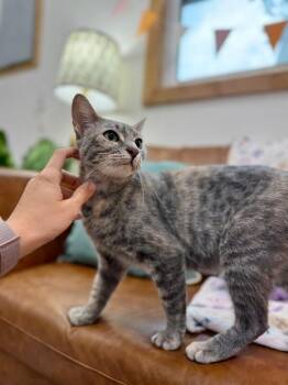Tabby and Domestic Short Hair Cats Available for Adoption in Friendswood, Texas - Campbell Clark | PetCurious