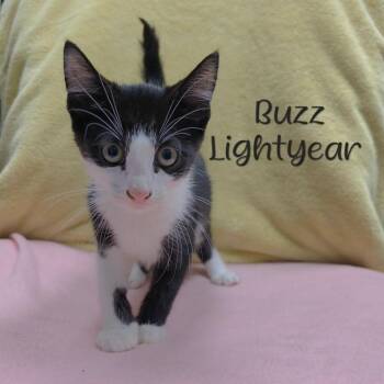 Buzz Lightyear -  Domestic Short Hair Cat for Adoption in Parkersburg, West Virginia - Buzz Lightyear | PetCurious