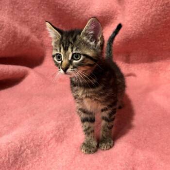 Domestic Short Hair Cats Available for Adoption in Smithville, Tennessee - Bug | PetCurious