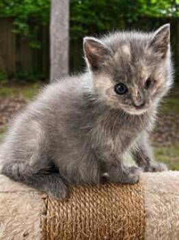 Tortoiseshell Cats Available for Adoption in Ladson, South Carolina - Waddle Doo | PetCurious