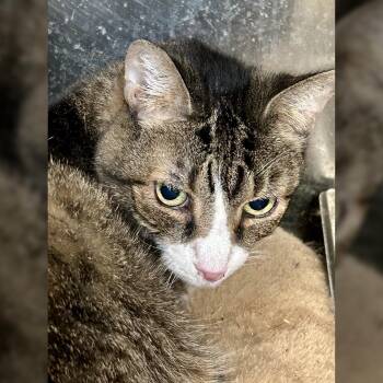 Rescue Domestic Short Hair Cats for Adoption in Lambertville, New Jersey - Rocha | PetCurious