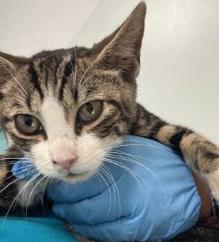 Bainbridge -  Domestic Short Hair Cat for Adoption - Bainbridge | PetCurious