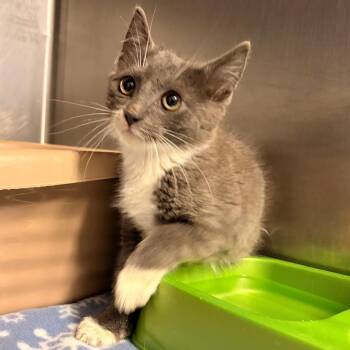 Grits -  Domestic Short Hair Cat for Adoption in Franklin, North Carolina - Grits | PetCurious