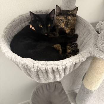 Phoenix & Midnight -  Domestic Short Hair Cat for Adoption in Liverpool, Texas - Phoenix & Midnight | PetCurious
