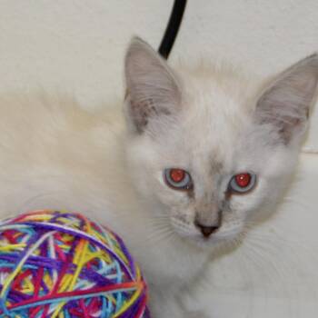 Funyun -  Domestic Short Hair Cat for Adoption in Los Angeles, California - Funyun | PetCurious