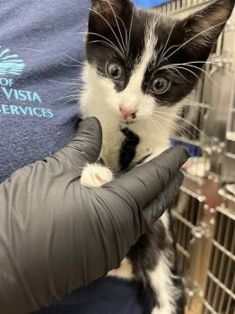 CARL WHEEZER -  Domestic Short Hair Cat for Adoption in Chula Vista, California - CARL WHEEZER | PetCurious