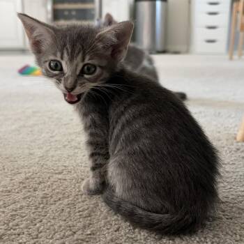 Nugget -  Domestic Short Hair Cat for Adoption in San Antonio, Texas - Nugget | PetCurious
