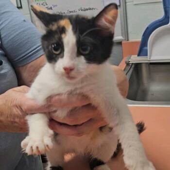 Tulip -  Domestic Short Hair Cat for Adoption in Columbus, North Carolina - Tulip | PetCurious