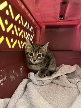 Gonzo -  Domestic Short Hair Cat for Adoption in Raleigh, North Carolina - Gonzo | PetCurious