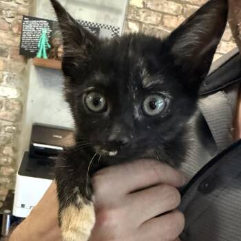 Melanie -  Domestic Short Hair Cat for Adoption in Prosper, Texas - Melanie | PetCurious