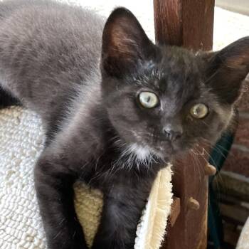Ricky -  Domestic Short Hair Cat for Adoption in Elyria, Ohio - Ricky | PetCurious