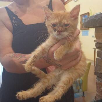 Nora -  Domestic Short Hair Cat for Adoption in Lynchburg, Virginia - Nora | PetCurious