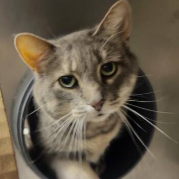 Pat A Cake -  Domestic Short Hair Cat for Adoption in Chicago, Illinois - Pat A Cake | PetCurious