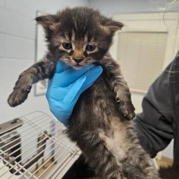 Domestic Short Hair Cats Available for Adoption in West Palm Beach, Florida - Dr. Mohan | PetCurious