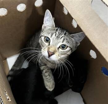 COFFE -  Domestic Short Hair Cat for Adoption in Dallas, Texas - COFFE | PetCurious