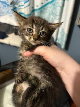 Rocky -  Domestic Short Hair Cat for Adoption in Johnson City, Tennessee - Rocky | PetCurious