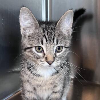 Domestic Short Hair Cats Available for Adoption in Washburn, Missouri - Kenworth | PetCurious