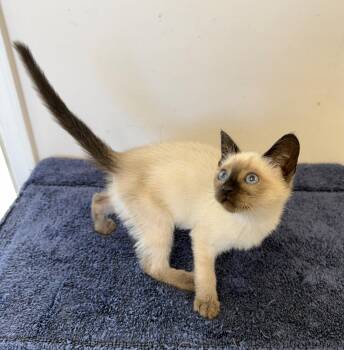 Miney -  Siamese Cat for Adoption in Gardnerville, Nevada - Miney | PetCurious