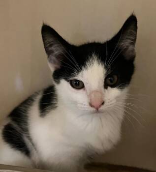 Cataleya -  Domestic Short Hair Cat for Adoption in Christiansburg, Virginia - Cataleya | PetCurious