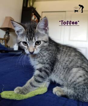 Toffee -  Domestic Short Hair Cat for Adoption in Centerville, Utah - Toffee | PetCurious
