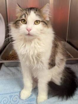 Domestic Long Hair and Domestic Short Hair Cats Available for Adoption - Sassafras | PetCurious