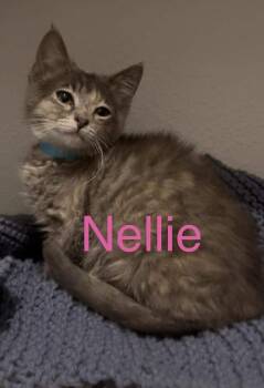 Tabby Cats Available for Adoption in Casselberry, Florida - Nellie | PetCurious