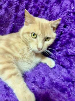 Bonk -  Domestic Short Hair and Tabby Cat for Adoption in Columbus, Minnesota - Bonk | PetCurious