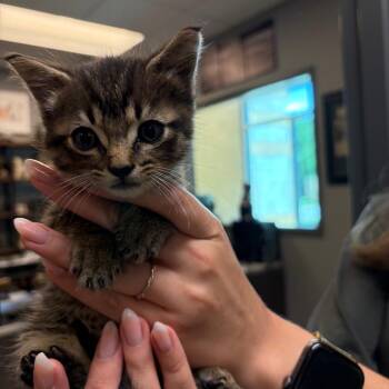 Bart -  Domestic Short Hair Cat for Adoption in Norman, Oklahoma - Bart | PetCurious