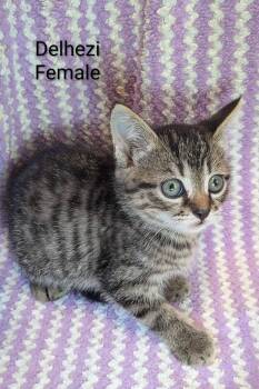 Delhezi -  Tabby Cat Available for Adoption in Clarksville, Tennessee - Delhezi | PetCurious