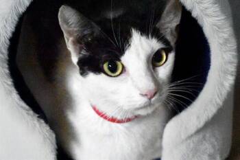 COCO -  Domestic Short Hair Cat for Adoption in Fort Lauderdale, Florida - COCO | PetCurious