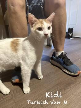 Turkish Van and Domestic Short Hair Cats Available for Adoption - Kidi | PetCurious