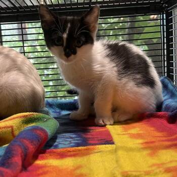 LLRF-Stray-137_2_3_4_5 -  Domestic Short Hair Cat for Adoption in Calimesa, California - LLRF-Stray-137_2_3_4_5 | PetCurious