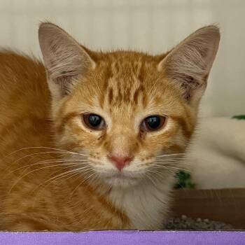 Lobster -  Domestic Short Hair Cat for Adoption in Wheeling, Illinois - Lobster | PetCurious