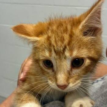 Sammy -  Domestic Short Hair Cat for Adoption in Jeffersonville, Indiana - Sammy | PetCurious