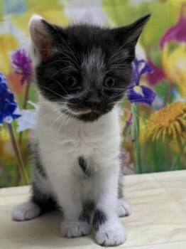 Domestic Short Hair Cats Available for Adoption in San Antonio, Texas - Muffin | PetCurious