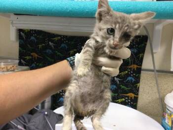 GROOT -  Domestic Short Hair Cat for Adoption in Riverside, California - GROOT | PetCurious