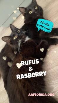 Domestic Short Hair Cats Available for Adoption - Rufus | PetCurious