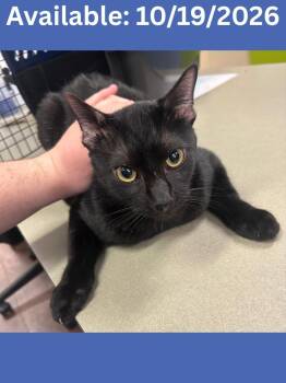 Cat Condo #9 -  Domestic Short Hair and Mixed Breed Cat for Adoption in Greenville, Texas - Cat Condo #9 | PetCurious
