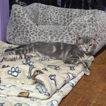 Juno (Westley) -  Domestic Short Hair Cat for Adoption in Long Beach, California - Juno (Westley) | PetCurious
