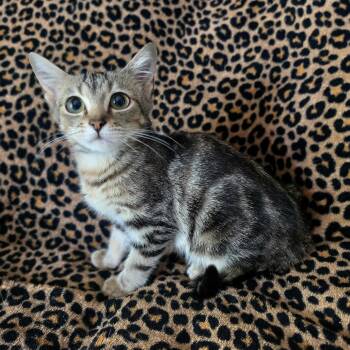 Tootsie Roll -  Domestic Short Hair Cat for Adoption in Bentonville, Arkansas - Tootsie Roll | PetCurious