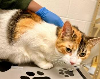 ORANGE CRUSH -  Domestic Short Hair Cat for Adoption in Derwood, Maryland - ORANGE CRUSH | PetCurious