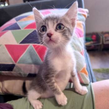 Igor 22 -  Domestic Short Hair Cat for Adoption in Austin, Texas - Igor 22 | PetCurious